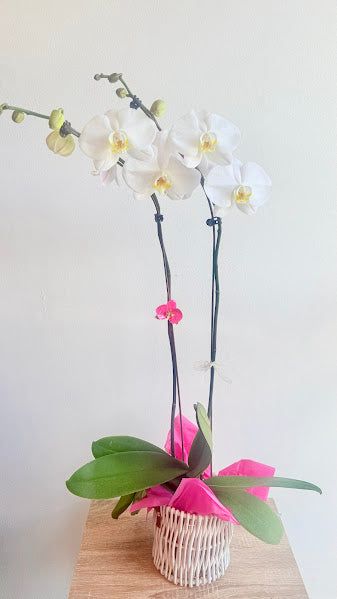 Phalaenopsis blanc