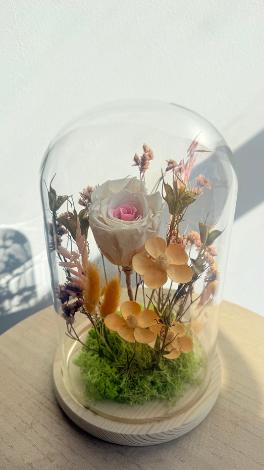 Maxi cloche, Rose éternelle bicolore blanc & rose