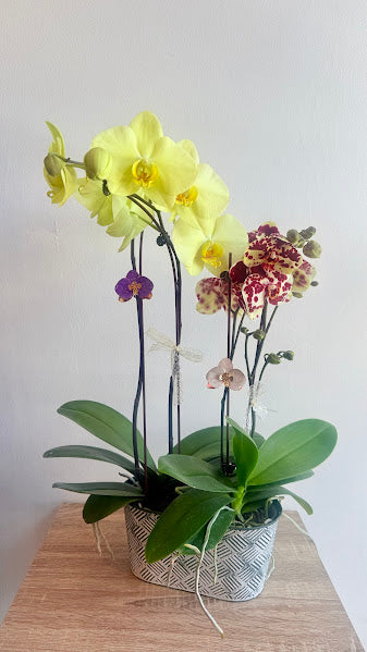Duo Phalaenopsis