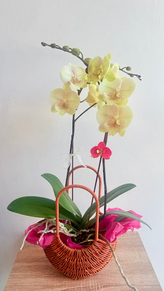 Phalaenopsis beige/rose