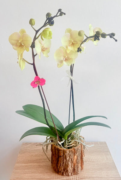 Phalaenopsis
