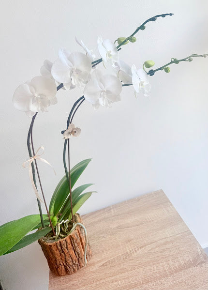 Phalaenopsis blanc