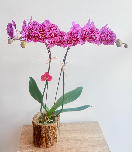 Phalaenopsis rose/fuchsia