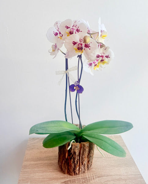 Phalaenopsis blanc/violet