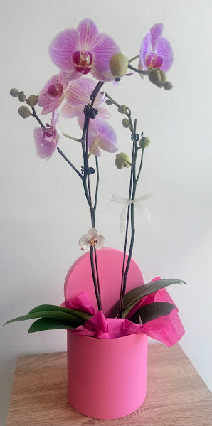 Phalaenopsis Rose