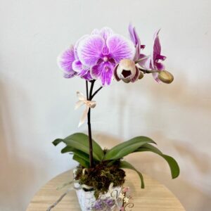 AR000201þPhalaenopsis