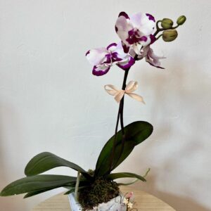 AR000202þPhalaenopsis