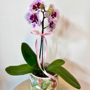 AR000206þPhalaenopsis