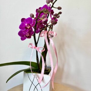 AR000207þPhalaenopsis