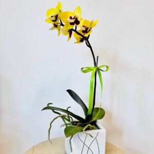 AR000208þPhalaenopsis