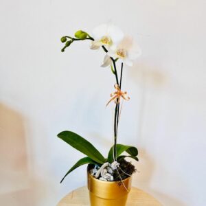 AR000210þPhalaenopsis