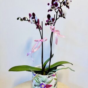 AR000211þPhalaenopsis